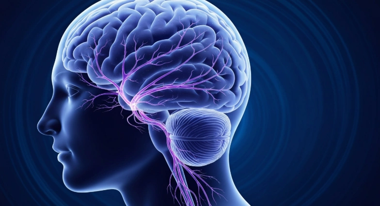 Vagusnerven och massage: En massageterapeut i Växjö förklarar den kolinerga vägen